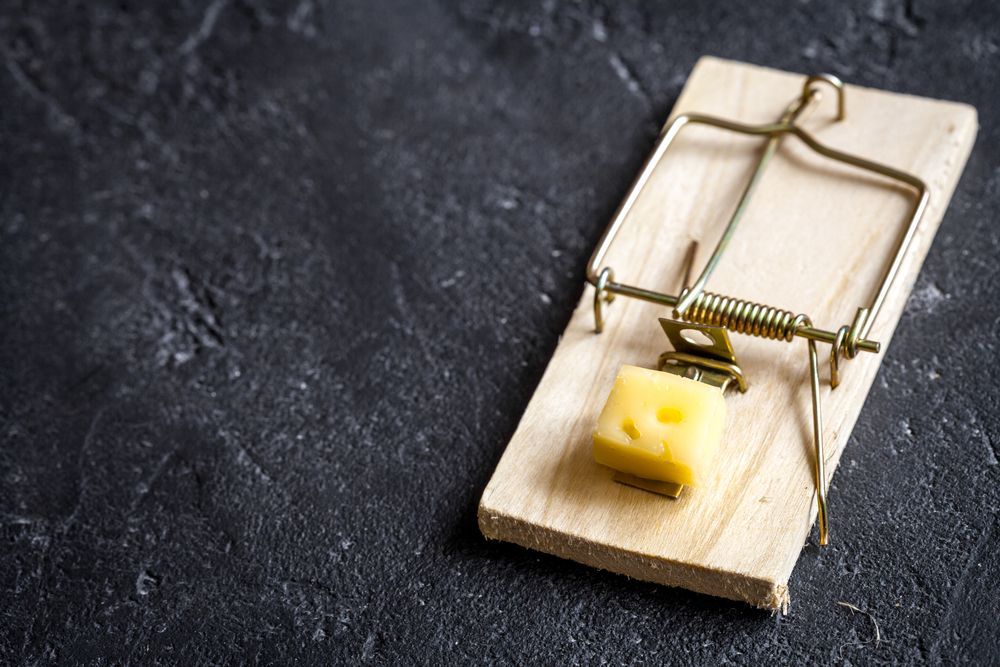 Mouse Trap Baited With A Yellow Cheese Cube — Brazel's Pest Control in Bellingen, NSW