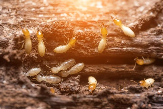 Termites On Decaying Wood — Brazel's Pest Control in Coffs Harbour, NSW