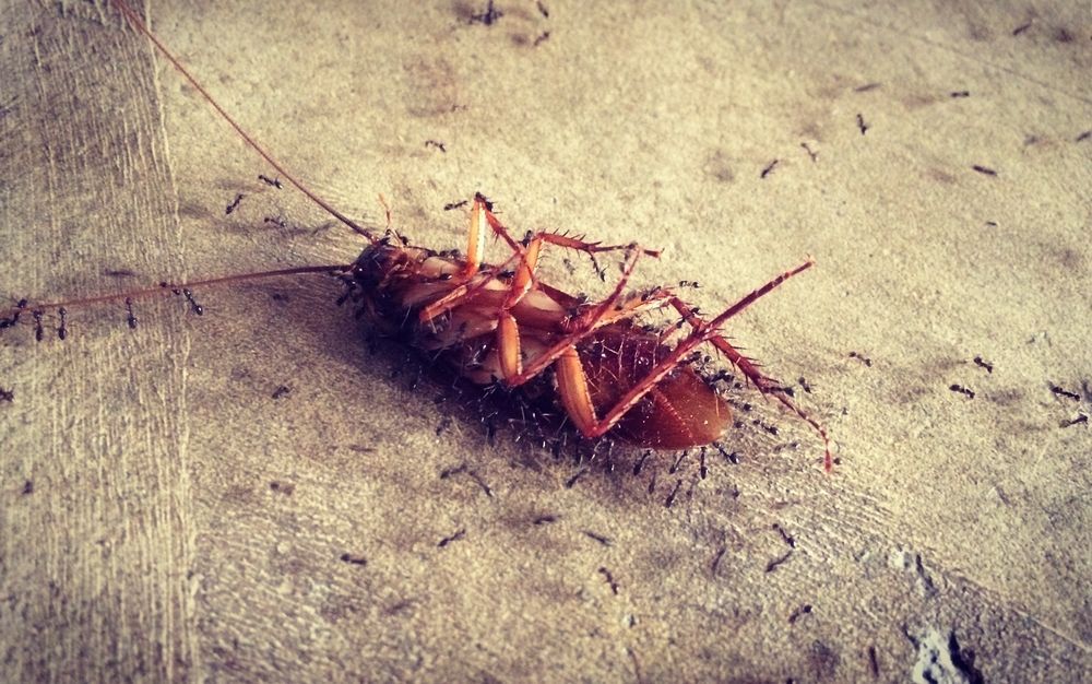 Cockroach On Its Back — Brazel's Pest Control in Dorrigo, NSW