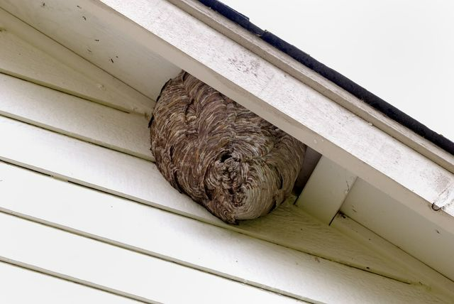 Large Wasp Nest Built In The Corner Of A White House Under The Eaves — Brazel's Pest Control in Coffs Harbour, NSW