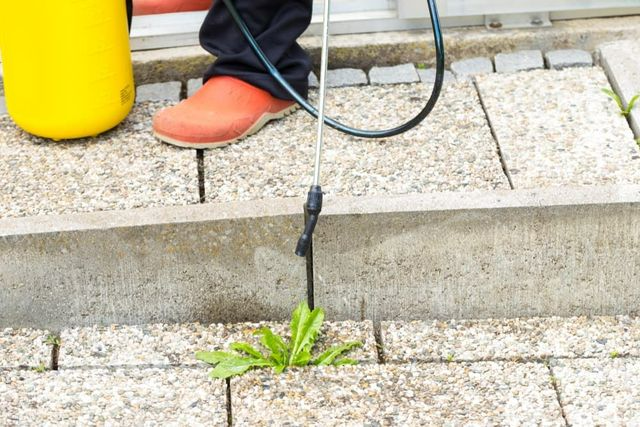 Person Spraying Weeds Growing Between Stone Pavers With A Yellow Sprayer — Brazel's Pest Control in Coffs Harbour, NSW