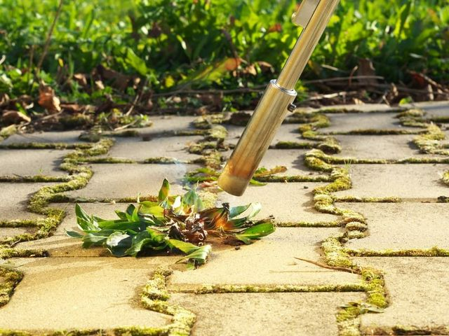 A Person Using A Torch To Burn Weeds Growing Between Paving Stones — Brazel's Pest Control in Coffs Harbour, NSW
