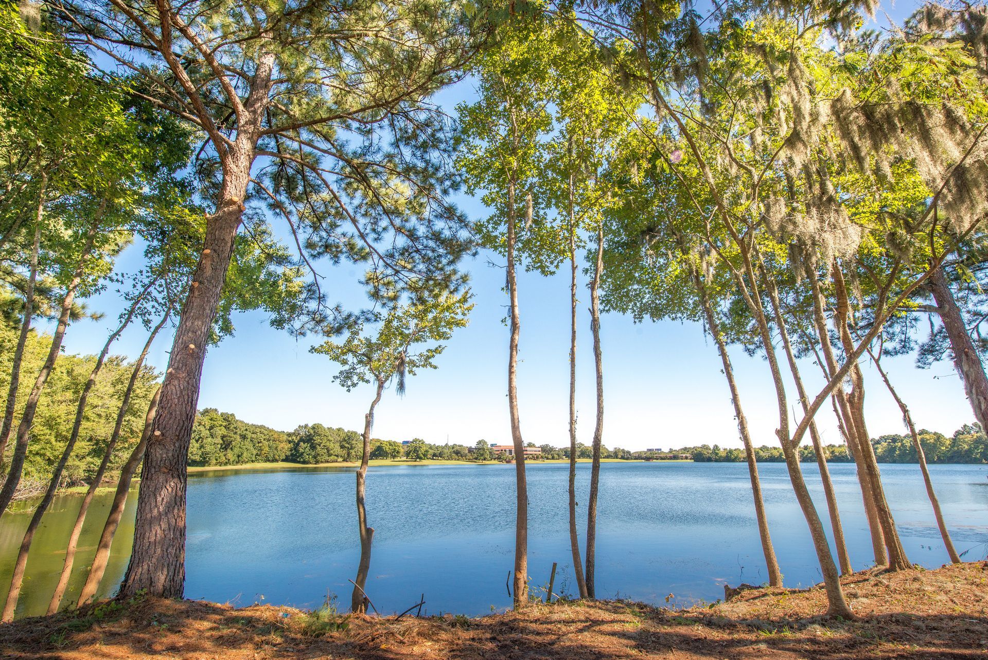 Sunny lakeside view framed by tall trees and blue water under a clear sky at Walden at Chatham Center Apartments in Savannah, GA.