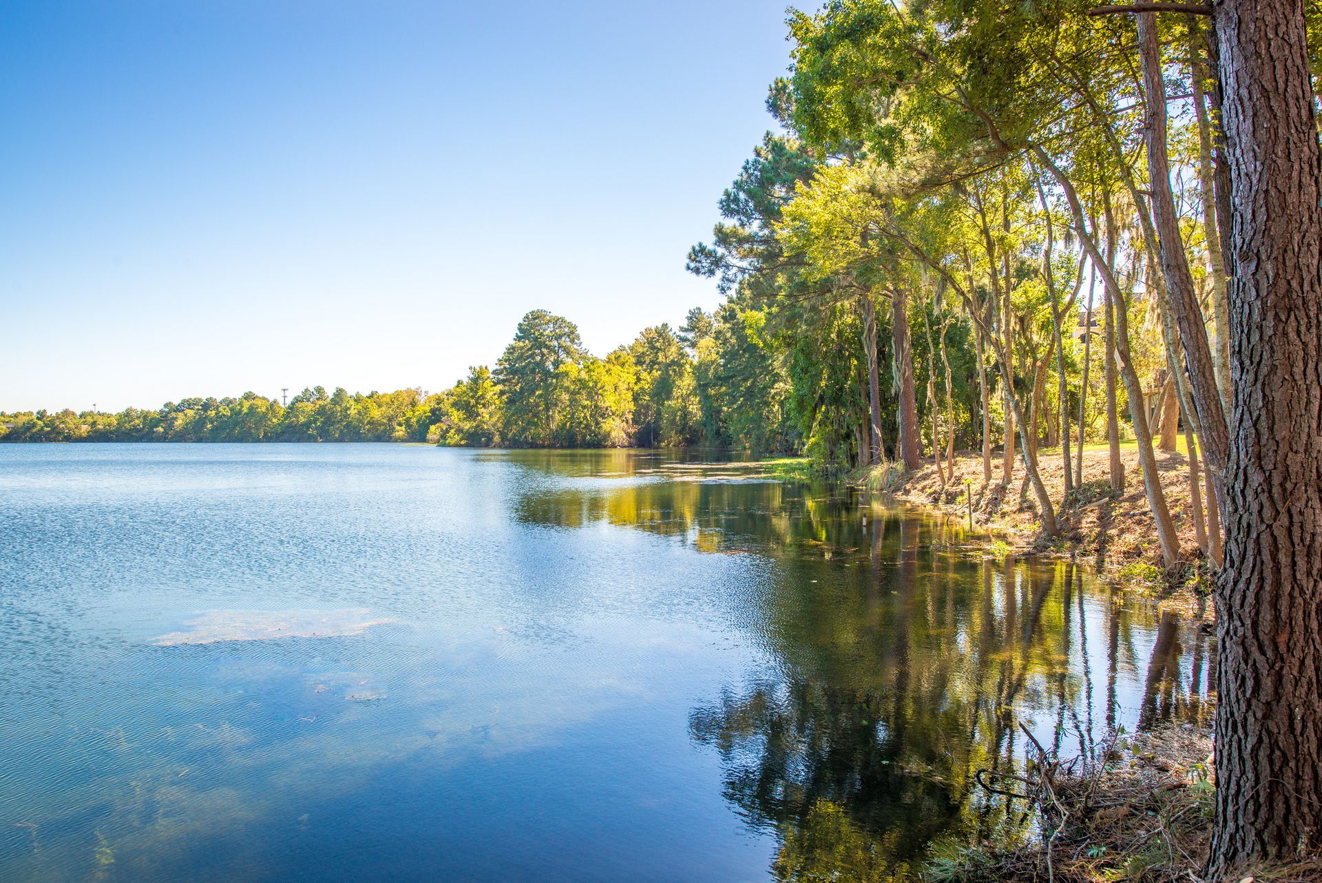 Sunny lakeside view with calm blue water, wooded shoreline, and tall trees reflected on the surface at Walden at Chatham Center Apartments in Savannah, GA.
