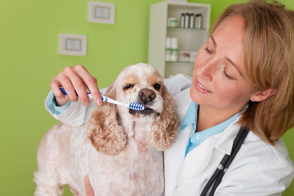 Veterinarian Brushing The Dog's Teeth — Vero Beach, FL — Pet Medical Center Of Vero Beach Veterinarian Brushing The Dog's Teeth — Vero Beach, FL — Pet Medical Center Of Vero Beach