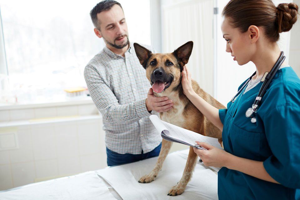 Pet owner with his dog and veterinarian — Vero Beach, FL — Pet Medical Center Of Vero Beach Pet owner with his dog and veterinarian — Vero Beach, FL — Pet Medical Center Of Vero Beach