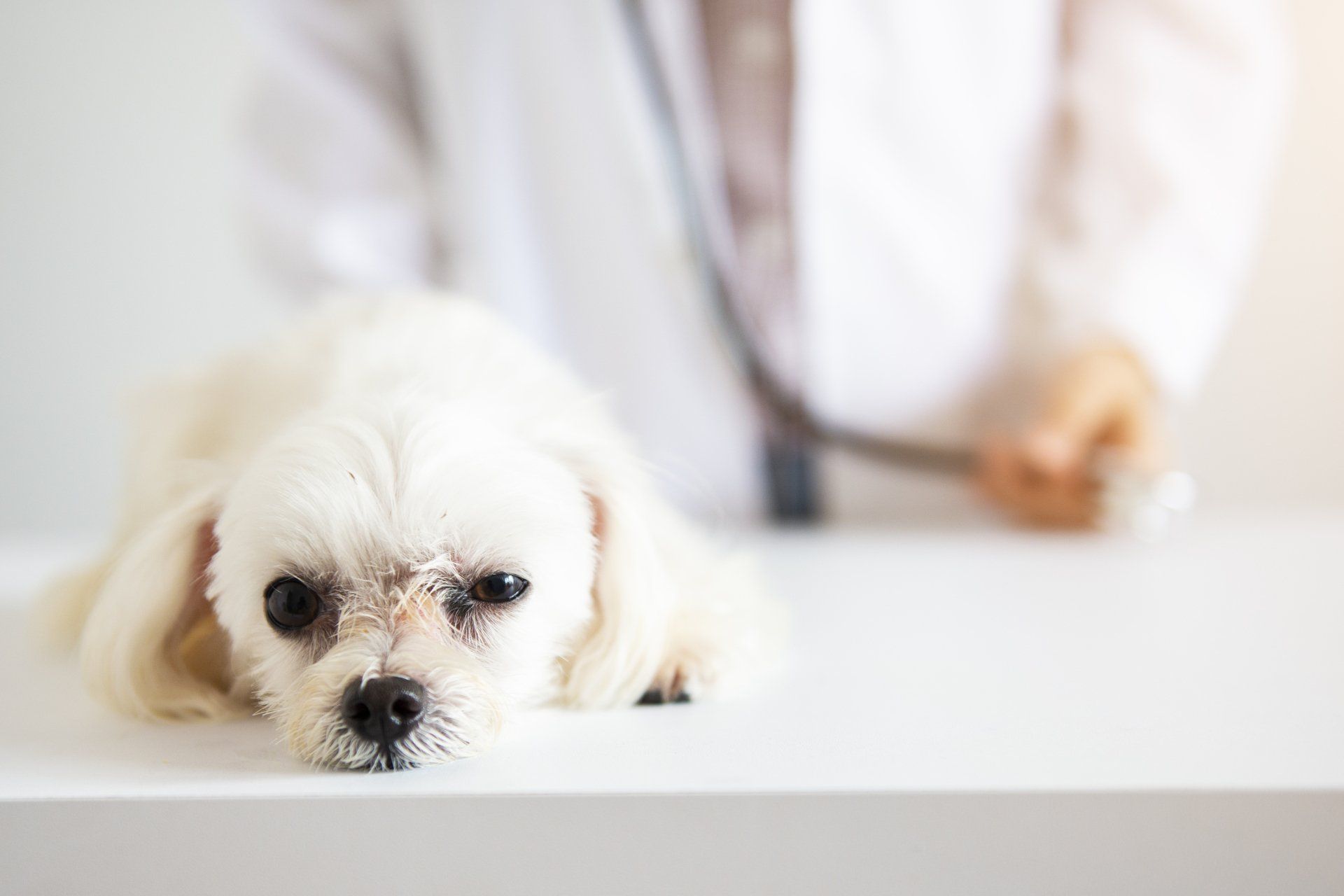 Cute Dog Not Feeling Well — Vero Beach, FL — Pet Medical Center Of Vero Beach Cute Dog Not Feeling Well — Vero Beach, FL — Pet Medical Center Of Vero Beach