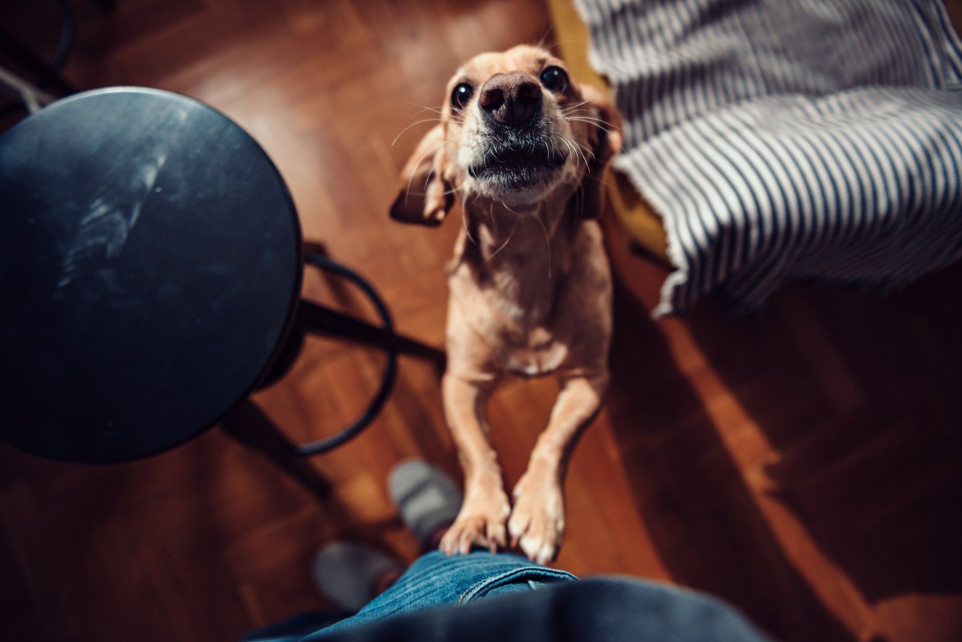 Dog Looking at Owner — Vero Beach, FL — Pet Medical Center Of Vero Beach Dog Looking at Owner — Vero Beach, FL — Pet Medical Center Of Vero Beach