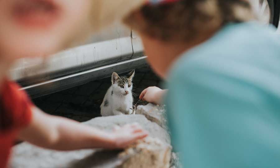 Kids Playing with Cat — Vero Beach, FL — Pet Medical Center Of Vero Beach Kids Playing with Cat — Vero Beach, FL — Pet Medical Center Of Vero Beach