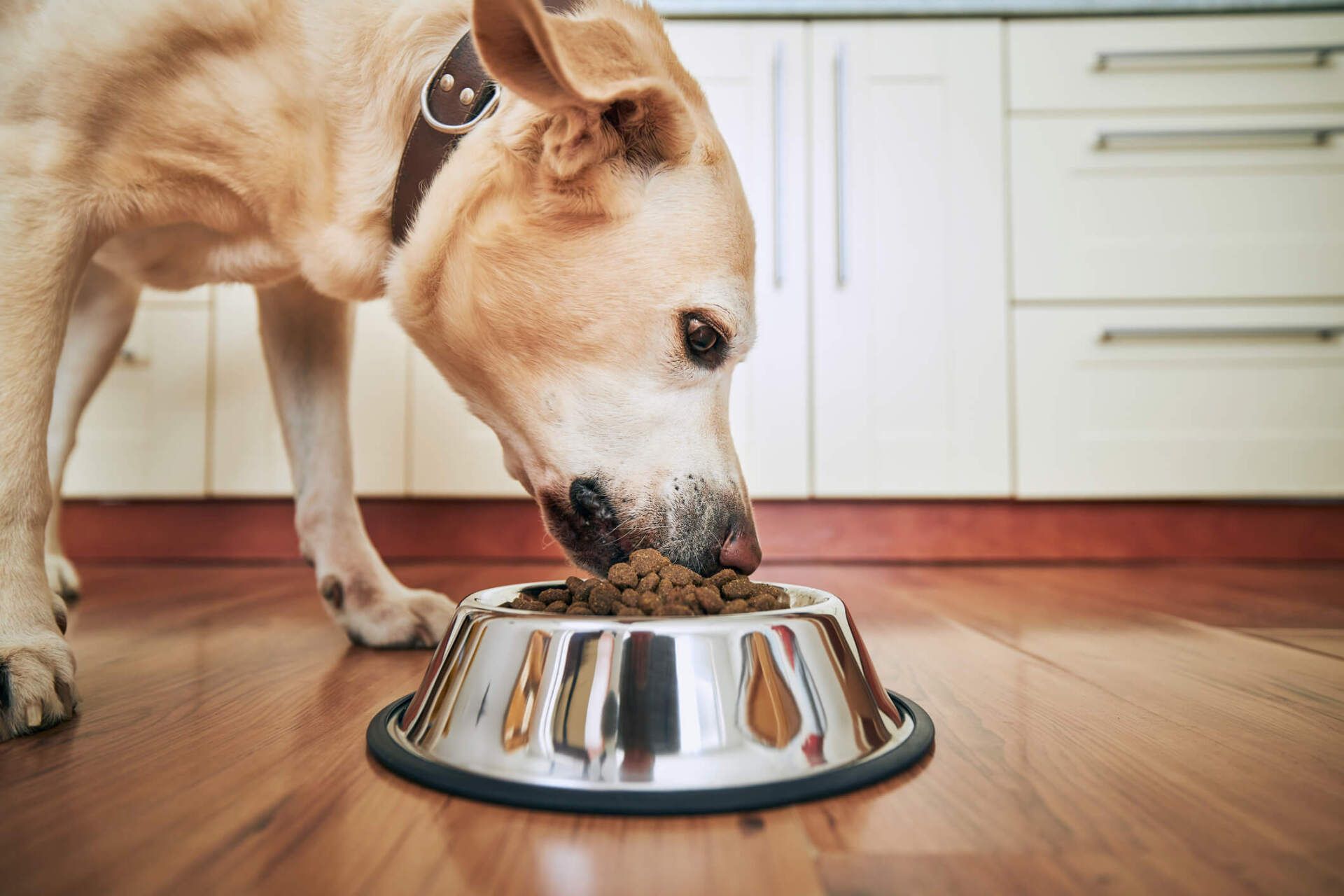 Dog Eating Food — Vero Beach, FL — Pet Medical Center Of Vero Beach Dog Eating Food — Vero Beach, FL — Pet Medical Center Of Vero Beach