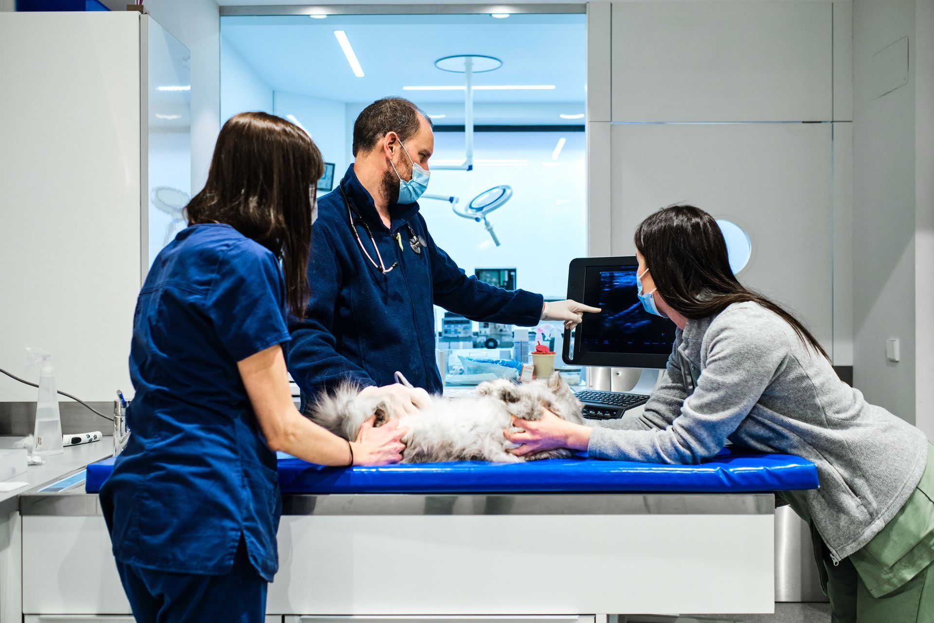 A dog is being examined by two veterinarians in a veterinary clinic - Vero Beach, FL - Pet Medical Center Of Vero Beach