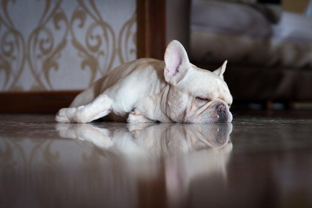 Dog Sleeping — Vero Beach, FL — Pet Medical Center Of Vero Beach Dog Sleeping — Vero Beach, FL — Pet Medical Center Of Vero Beach