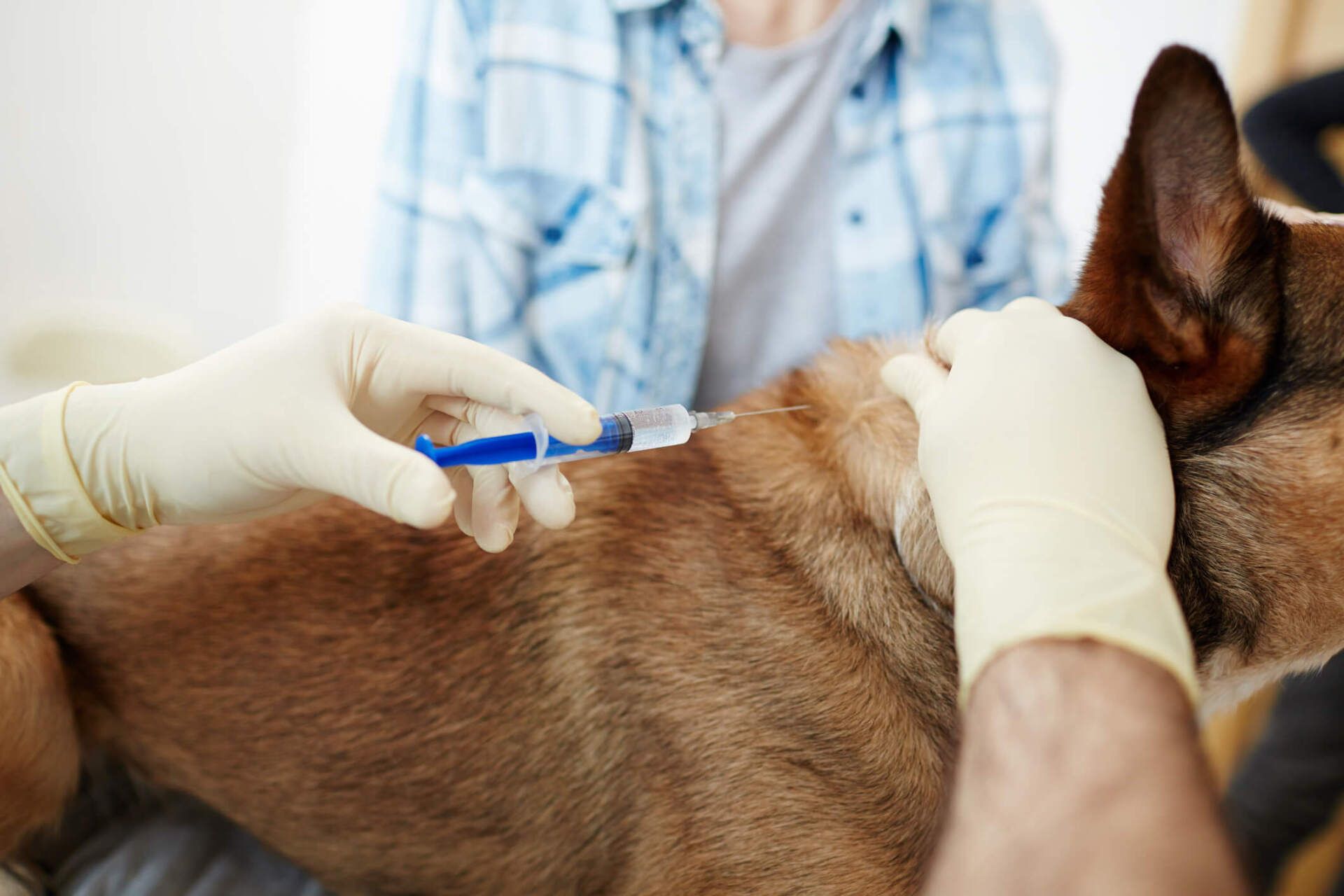 Making Injection — Vero Beach, FL — Pet Medical Center Of Vero Beach Making Injection — Vero Beach, FL — Pet Medical Center Of Vero Beach