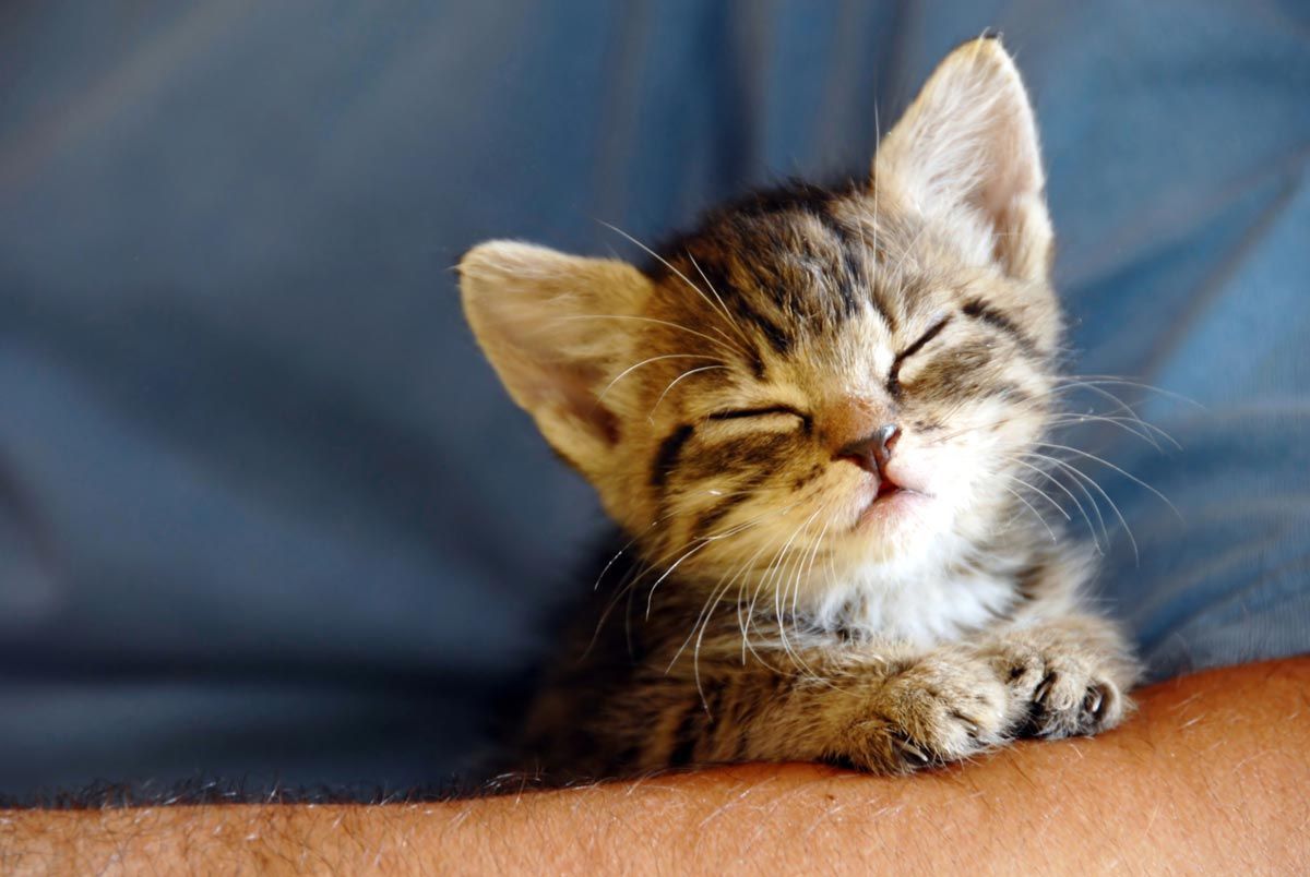 Cat — Vero Beach, FL — Pet Medical Center Of Vero Beach Cat — Vero Beach, FL — Pet Medical Center Of Vero Beach