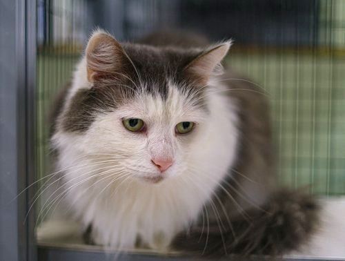 White and gray cat with a fluffy coat resting inside a cage, looking forward with a calm expression