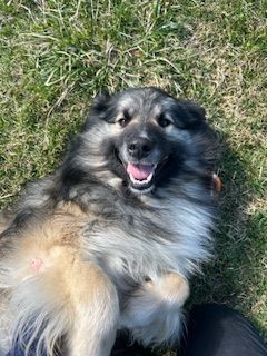 Fluffy black-and-tan dog lying on grass, smiling with mouth open.