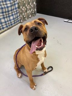 Happy brown dog with a white chest sitting on a floor, panting with its mouth open