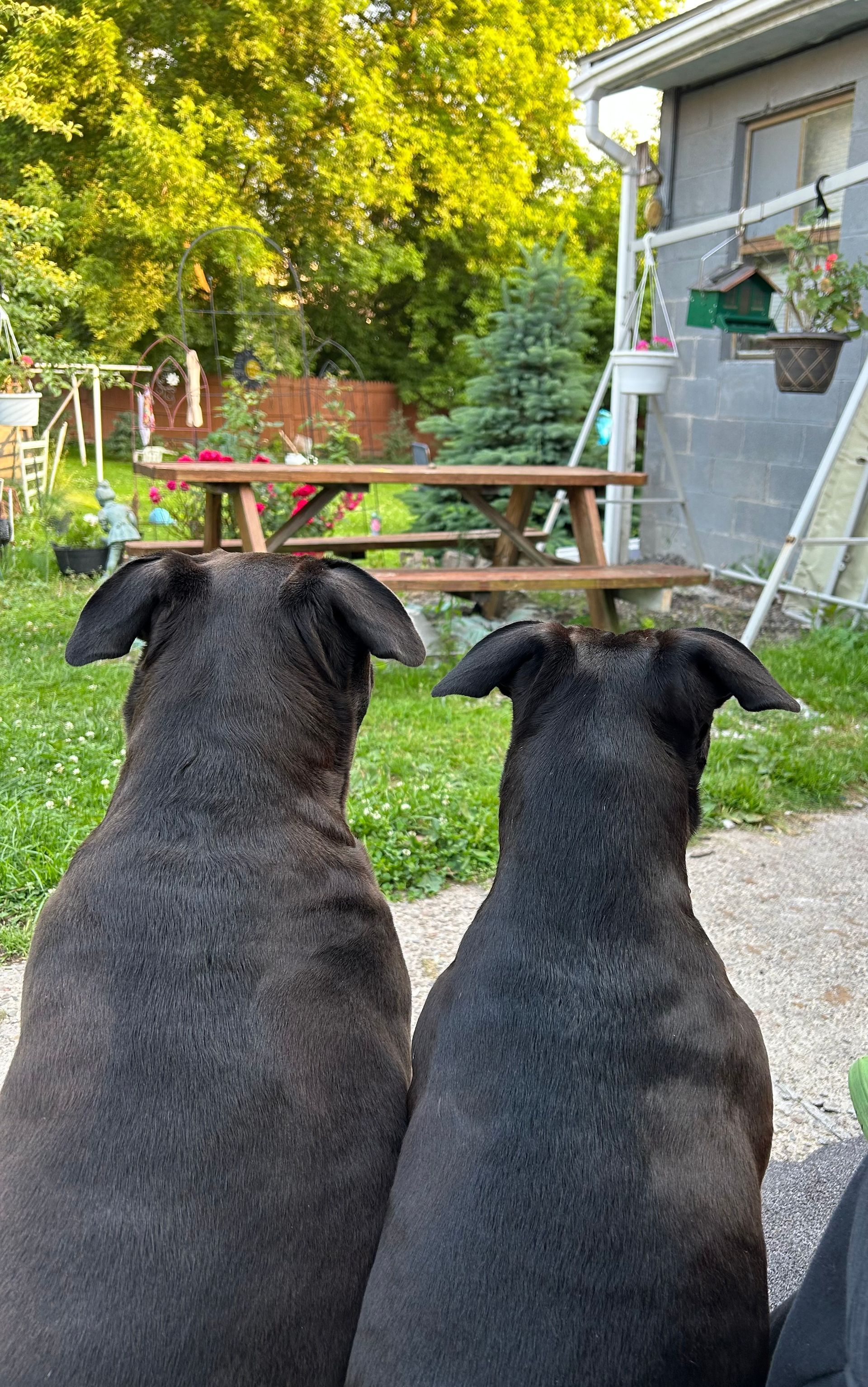 Two black dogs seen from behind, sitting in a grassy yard facing a picnic table and house.