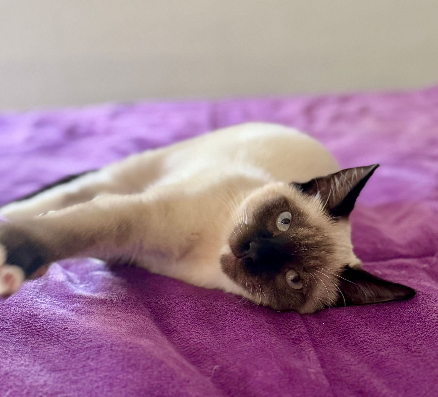 Siamese cat lying on a purple blanket, looking at the camera with relaxed eyes.