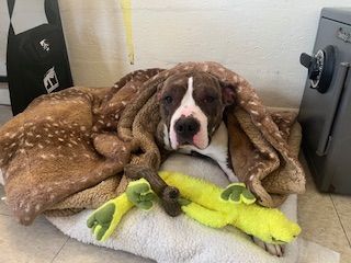 Brown-and-white dog wrapped in a blanket on a bed, resting with a neon green toy.