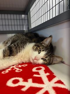 Tabby cat lying on a red blanket with white bone shapes inside a kennel