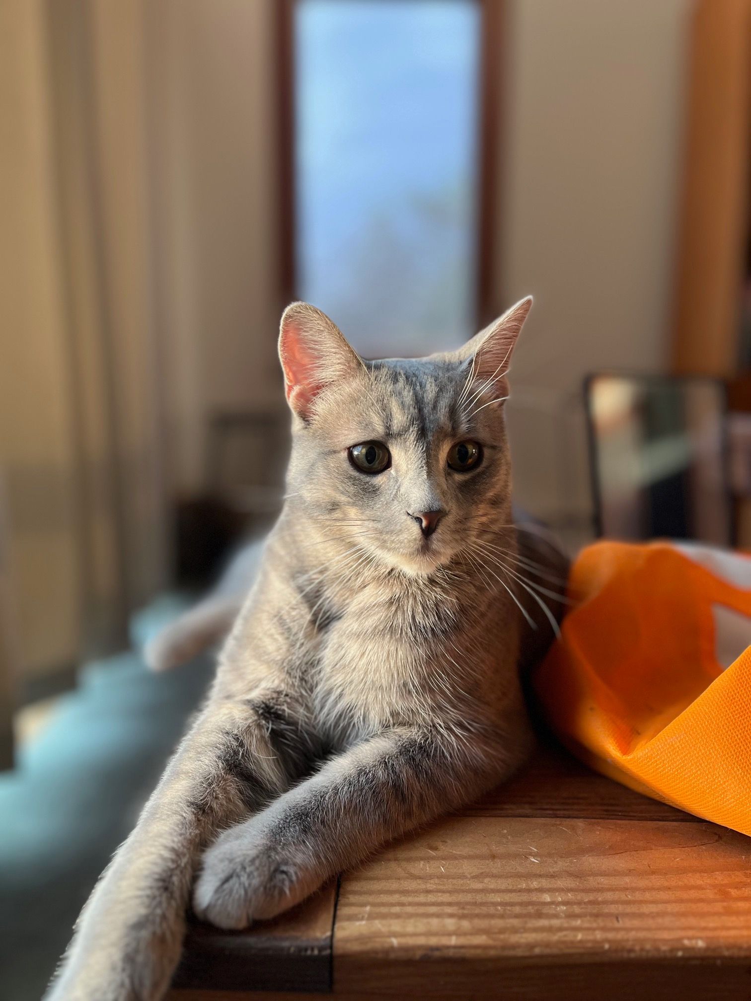 Gray cat lounging on a wooden table beside an orange cloth, looking at the camera.