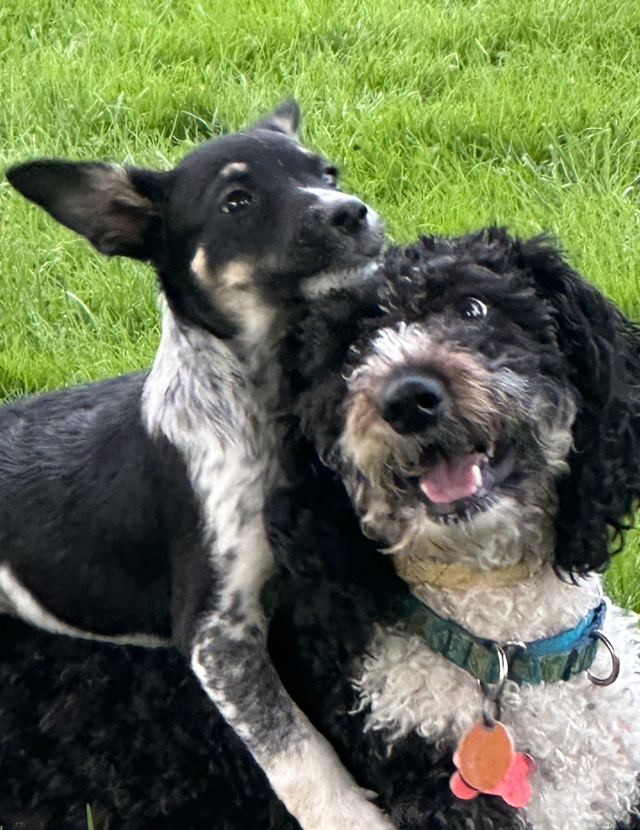 Two small dogs on grass, one black-and-white and one curly black-and-white, both looking up and smiling.