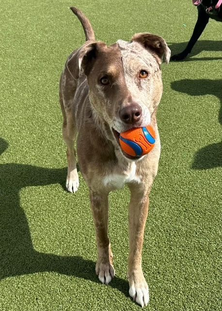 Brown and white dog holding an orange-and-blue ball on grass
