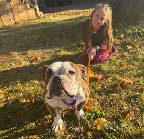 Bulldog on a leash with a smiling child in a sunlit yard, autumn leaves scattered on the grass.