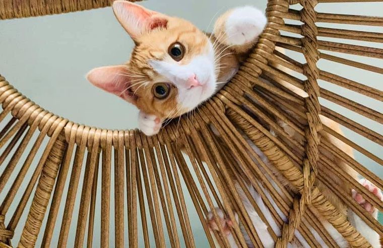Orange-and-white cat peeking through a wicker chair, looking up with curious eyes.