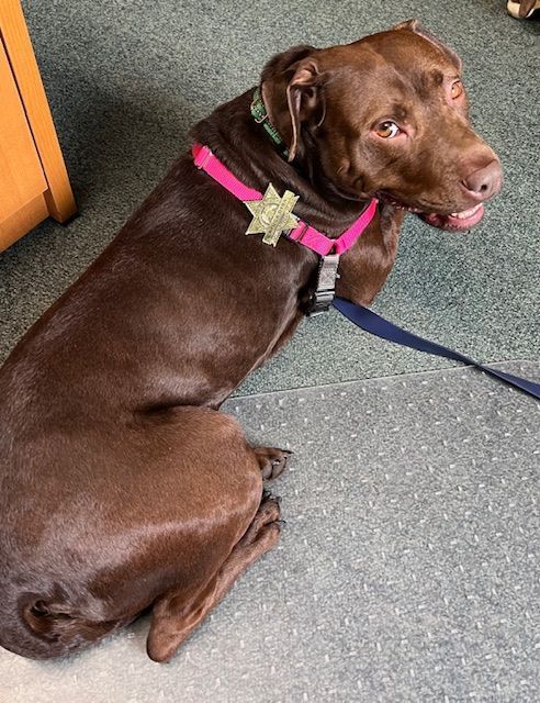 Brown dog with a pink collar lying on a carpeted floor and looking back over its shoulder