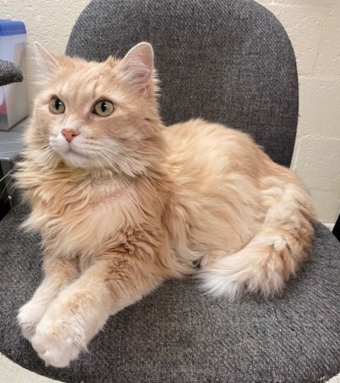 Fluffy cream-colored cat lounging on a gray chair, looking alert with front paws crossed.