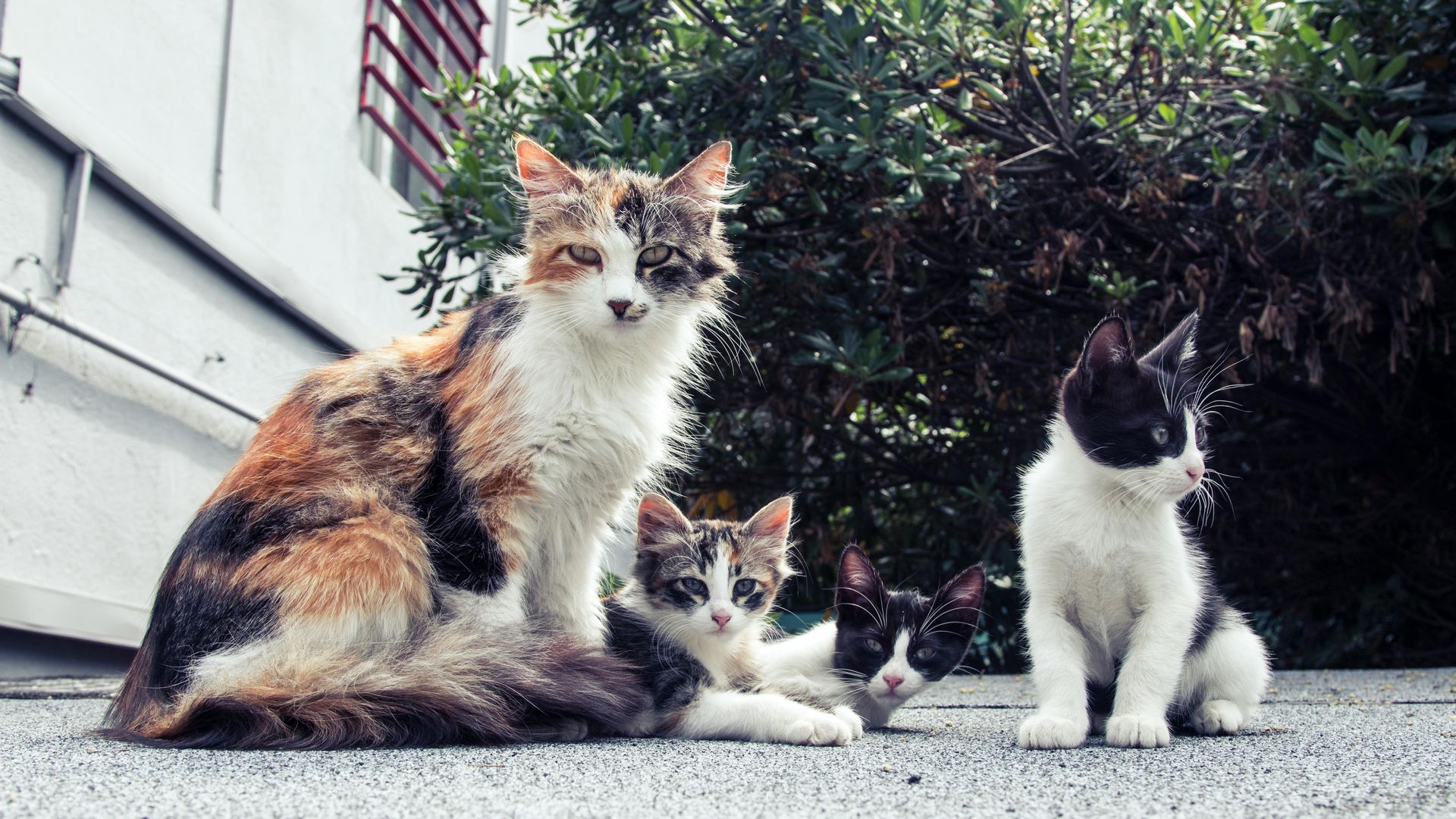 Three cats sitting on a patio, including a calico and two black-and-white cats.