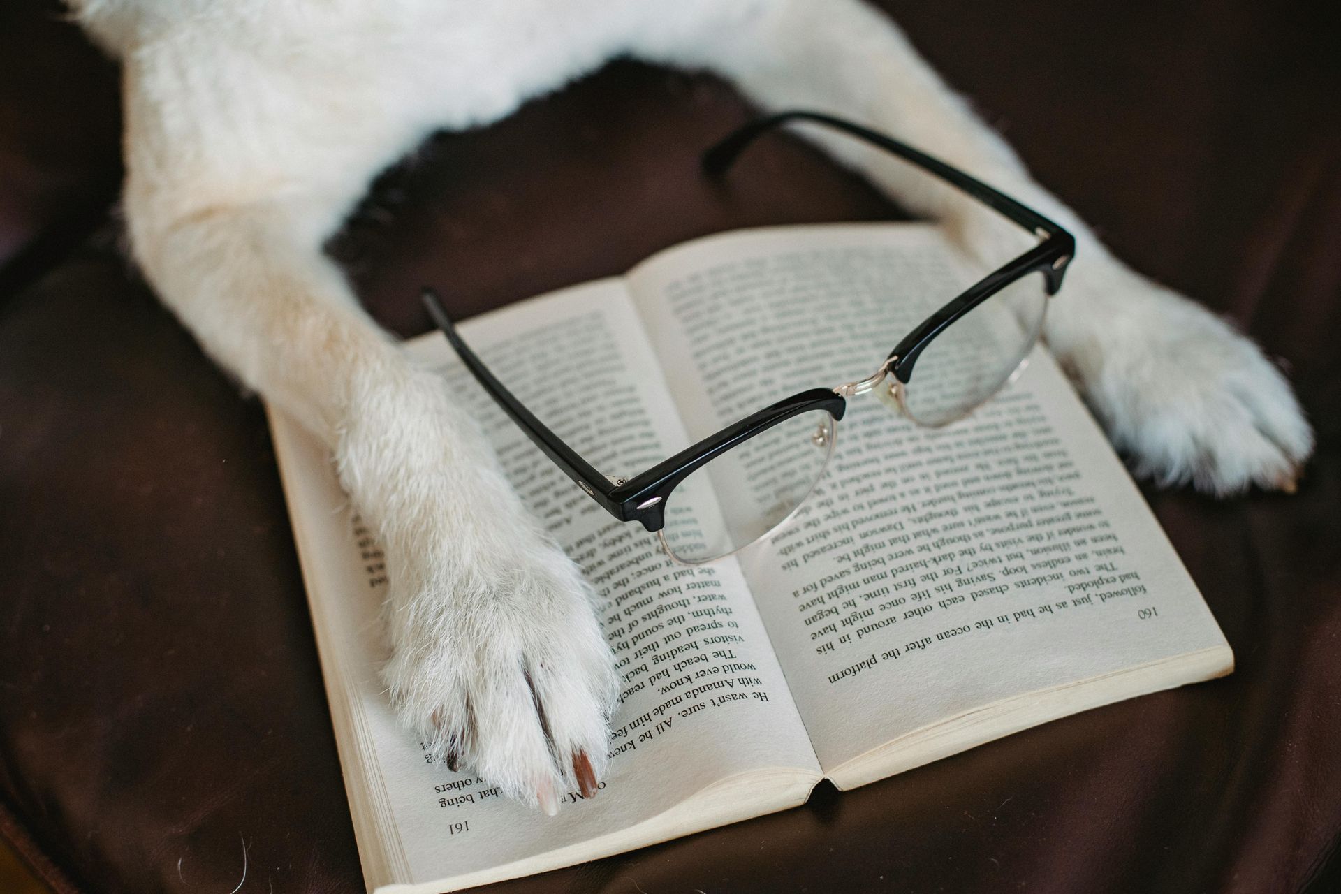 Dog paws resting on an open book with glasses on top