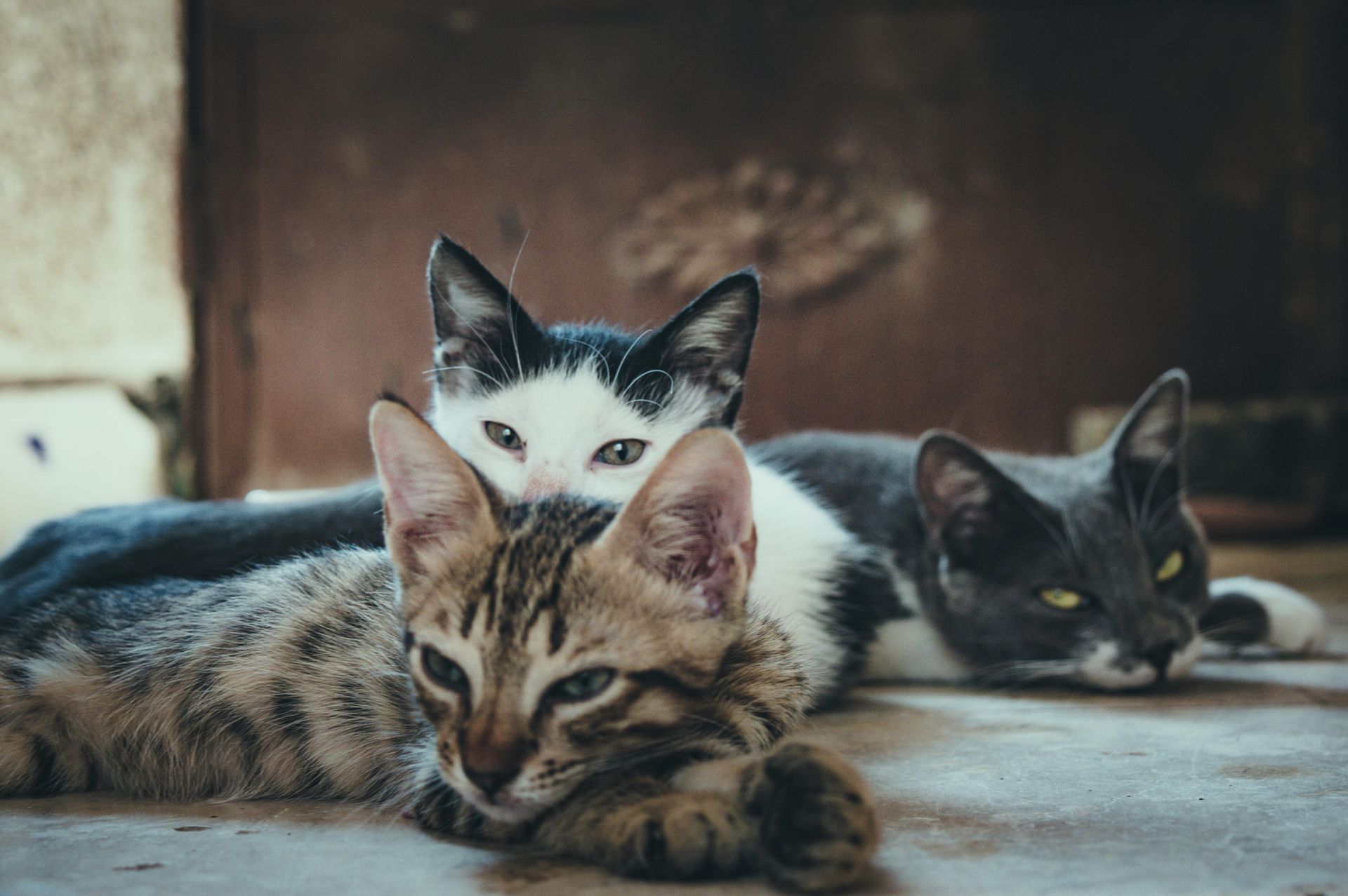 Three kittens lying together on a floor, including a tabby in front and two black-and-white cats behind.