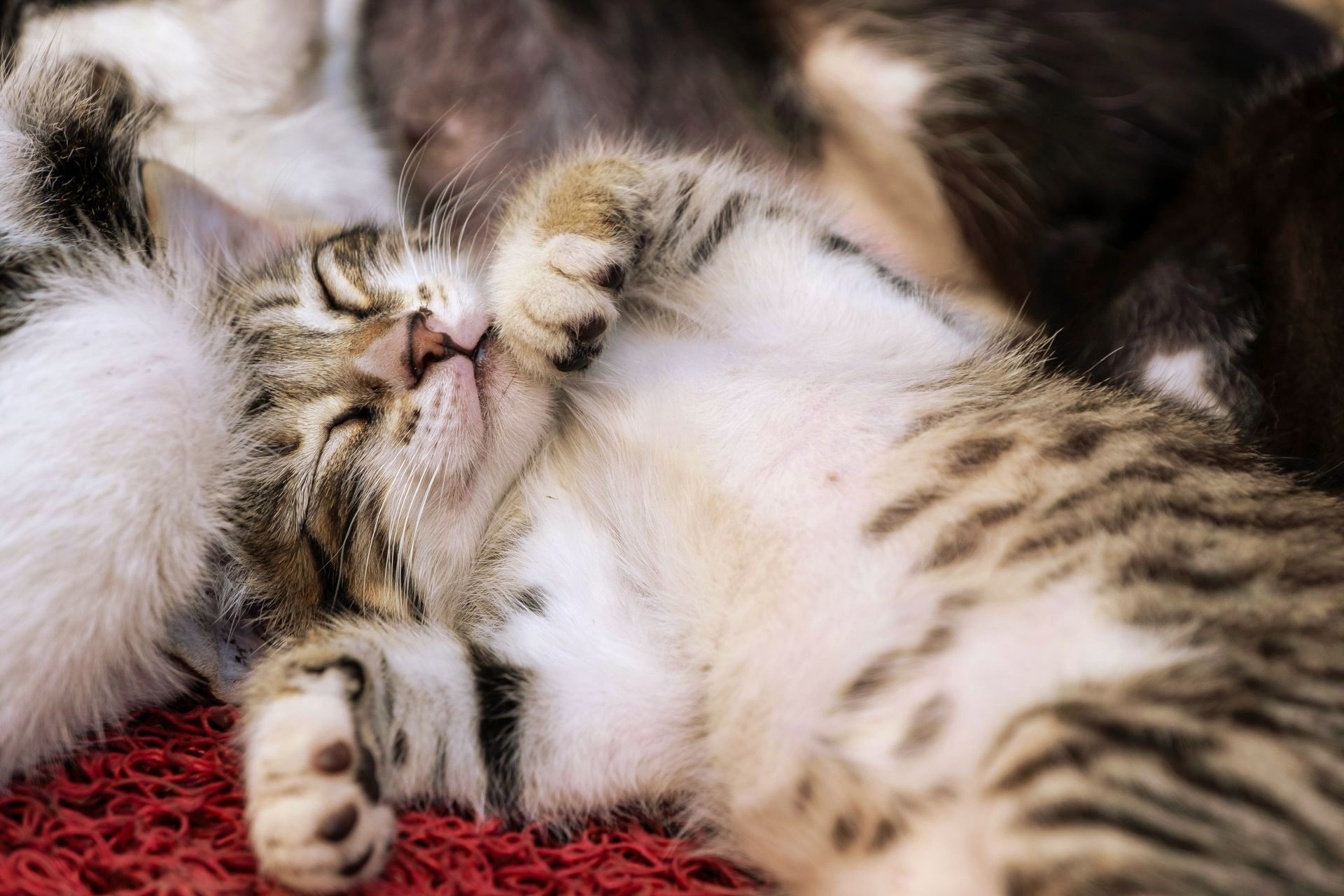 Sleeping tabby kittens cuddled together on a red blanket