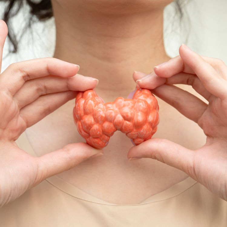 Hands holding a small orange thyroid gland model against a person’s neck