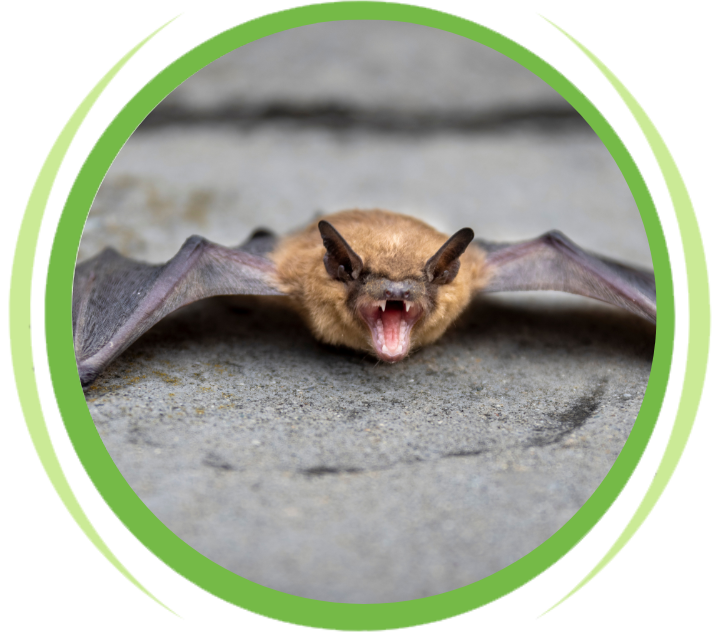 bat