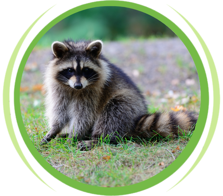raccoon