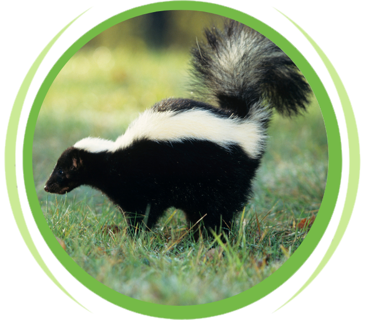 skunk