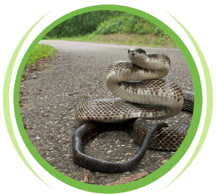 snake