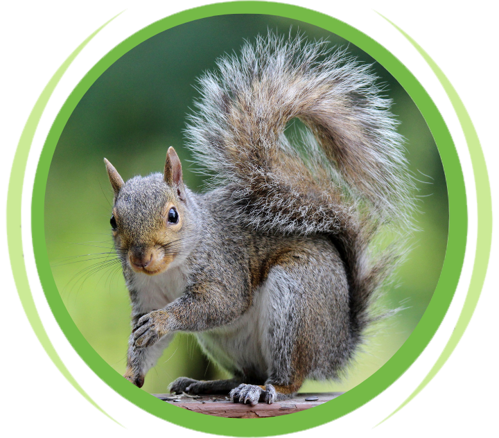 squirrel