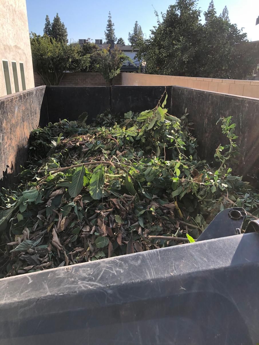 Overgrown garden bed with dense green weeds and plants, bordered by low concrete walls and trees in back