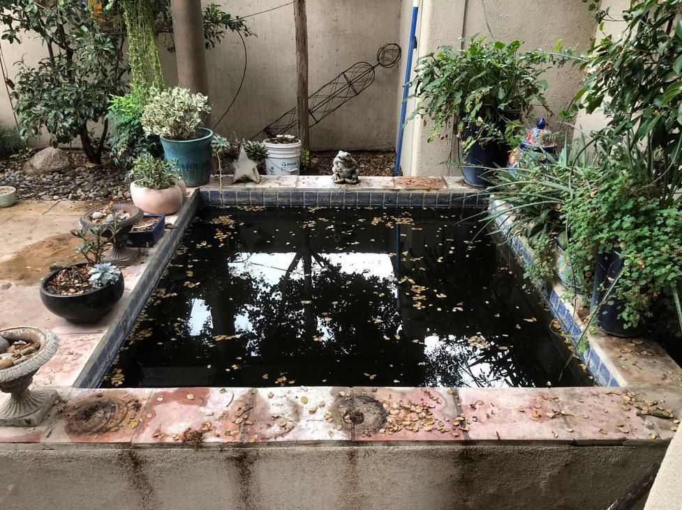 Small rectangular garden pond with dark water, surrounded by potted plants and stone edging.