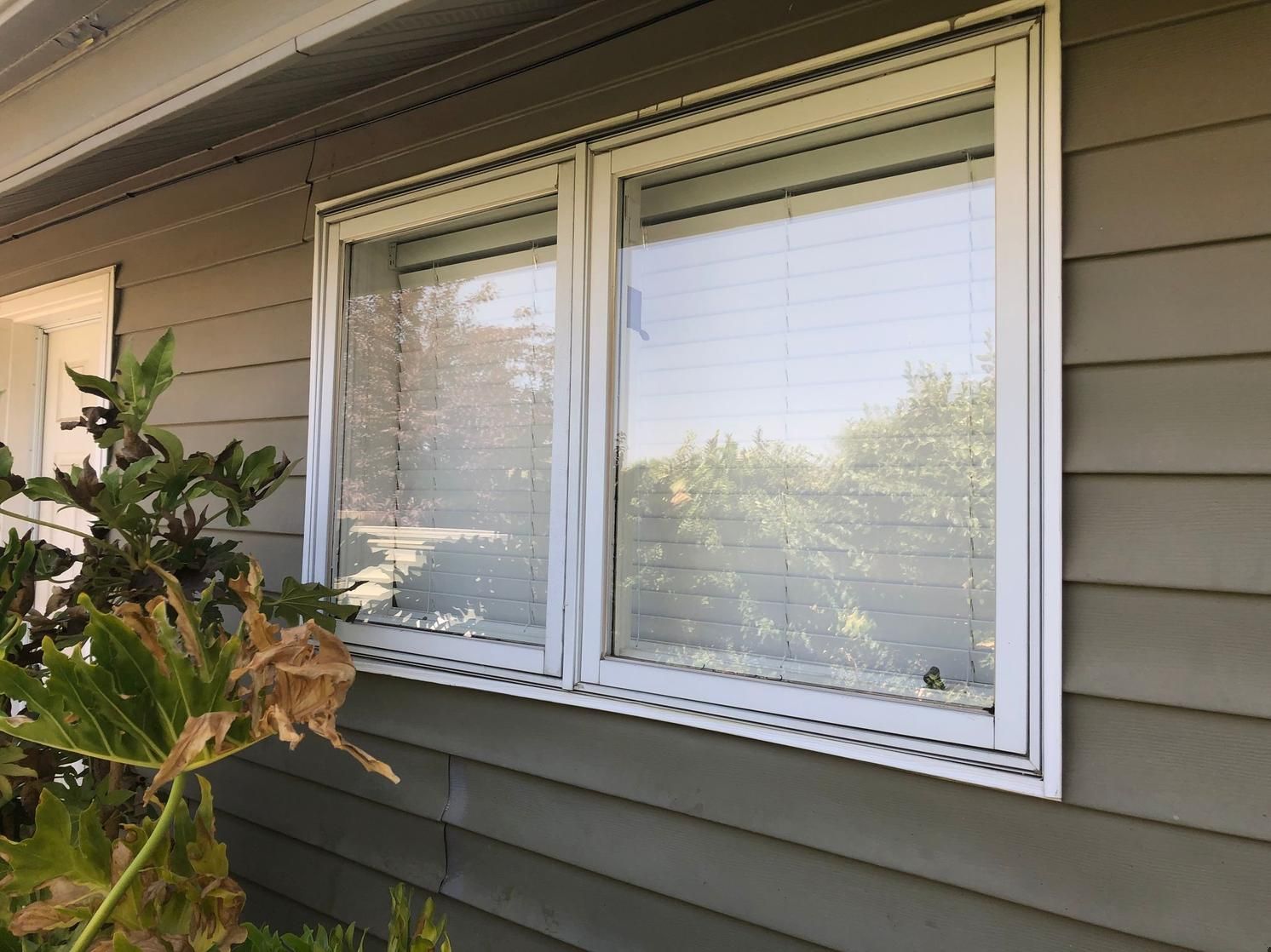 Two white-framed windows on gray house siding, with sunlight and a leafy plant in the foreground