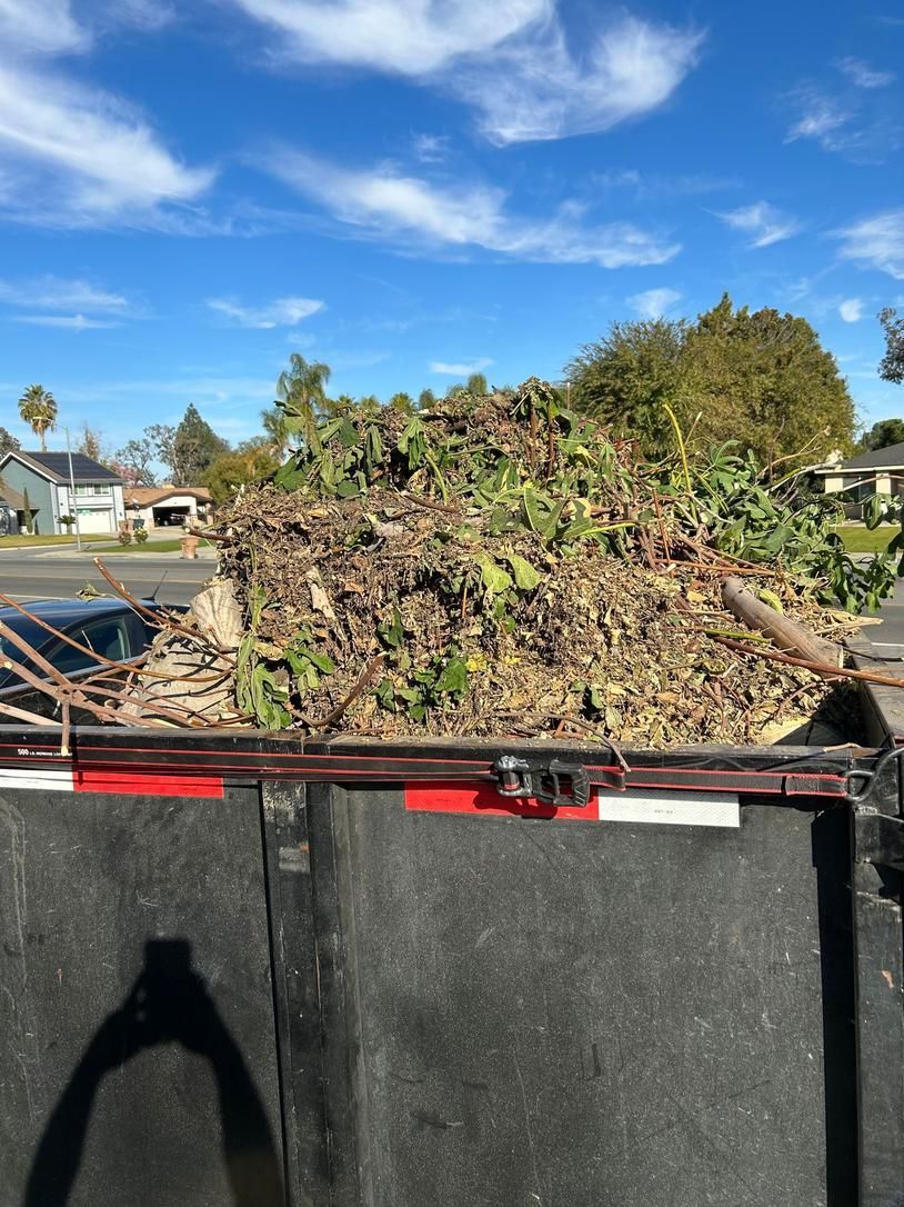 Large uprooted shrub in a truck bed under a blue sky at a parking lot