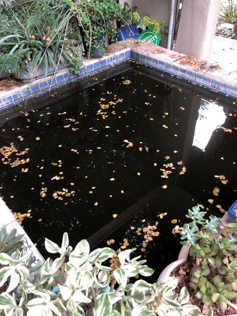 Small rectangular pond with dark water, floating leaves, and plants around the edges