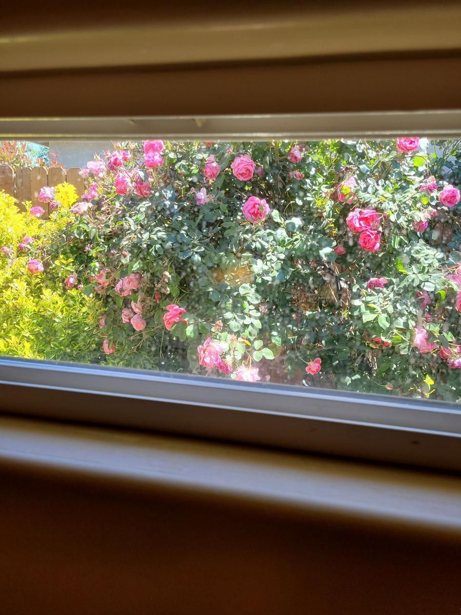 View through a window of pink flowers and green foliage outside