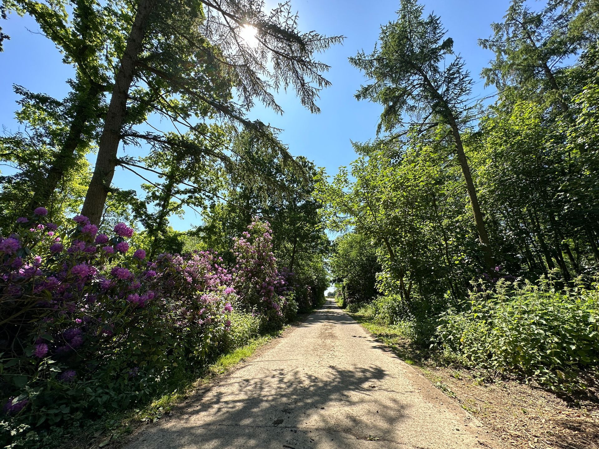 a dirt road surrounded by trees and flowers on a sunny day