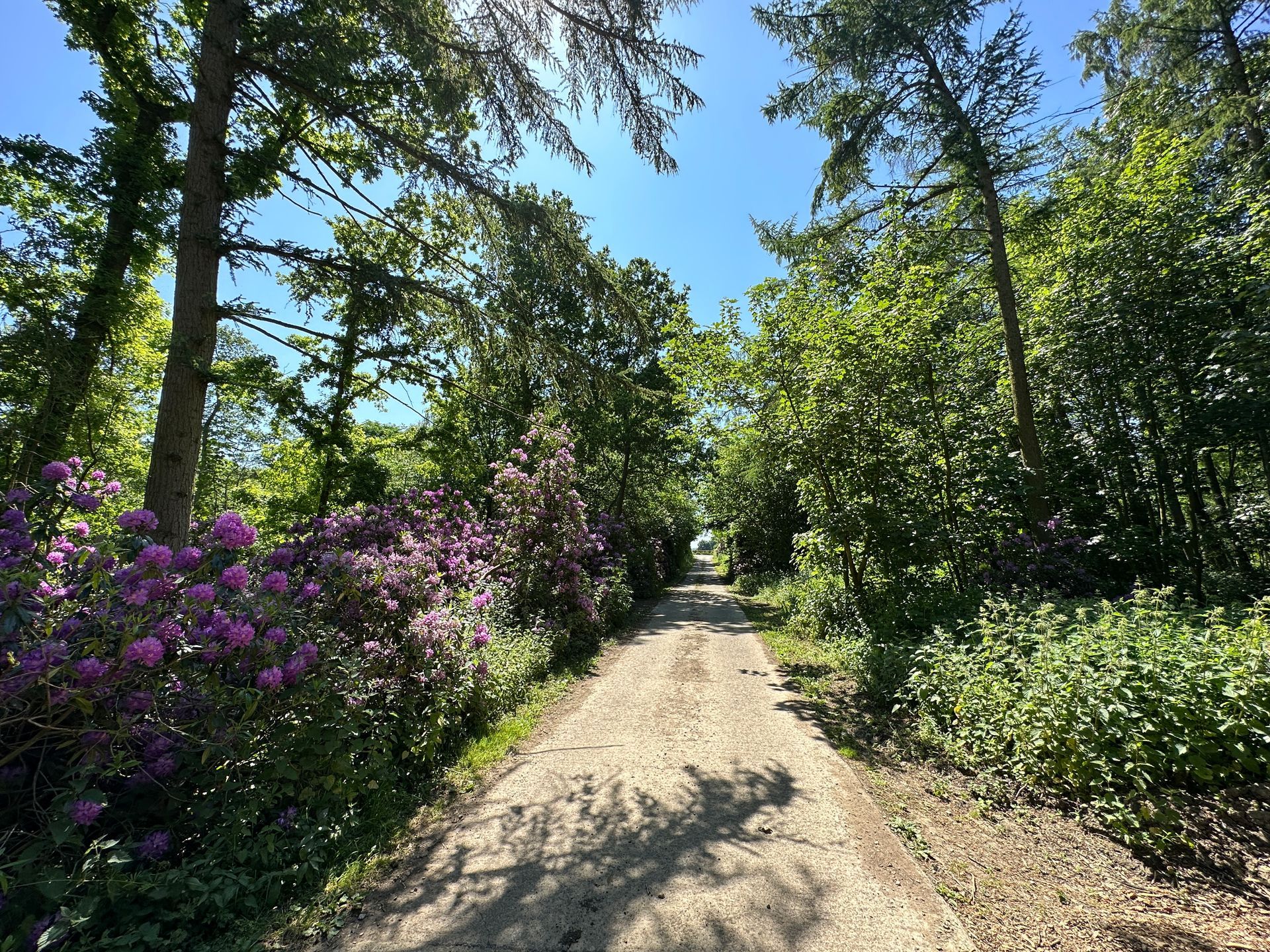 a dirt road surrounded by trees and flowers on a sunny day .